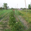 Orto popolare 2006